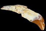 Primitive Whale (Basilosaur) Tooth - Dakhla, Morocco #106338-1